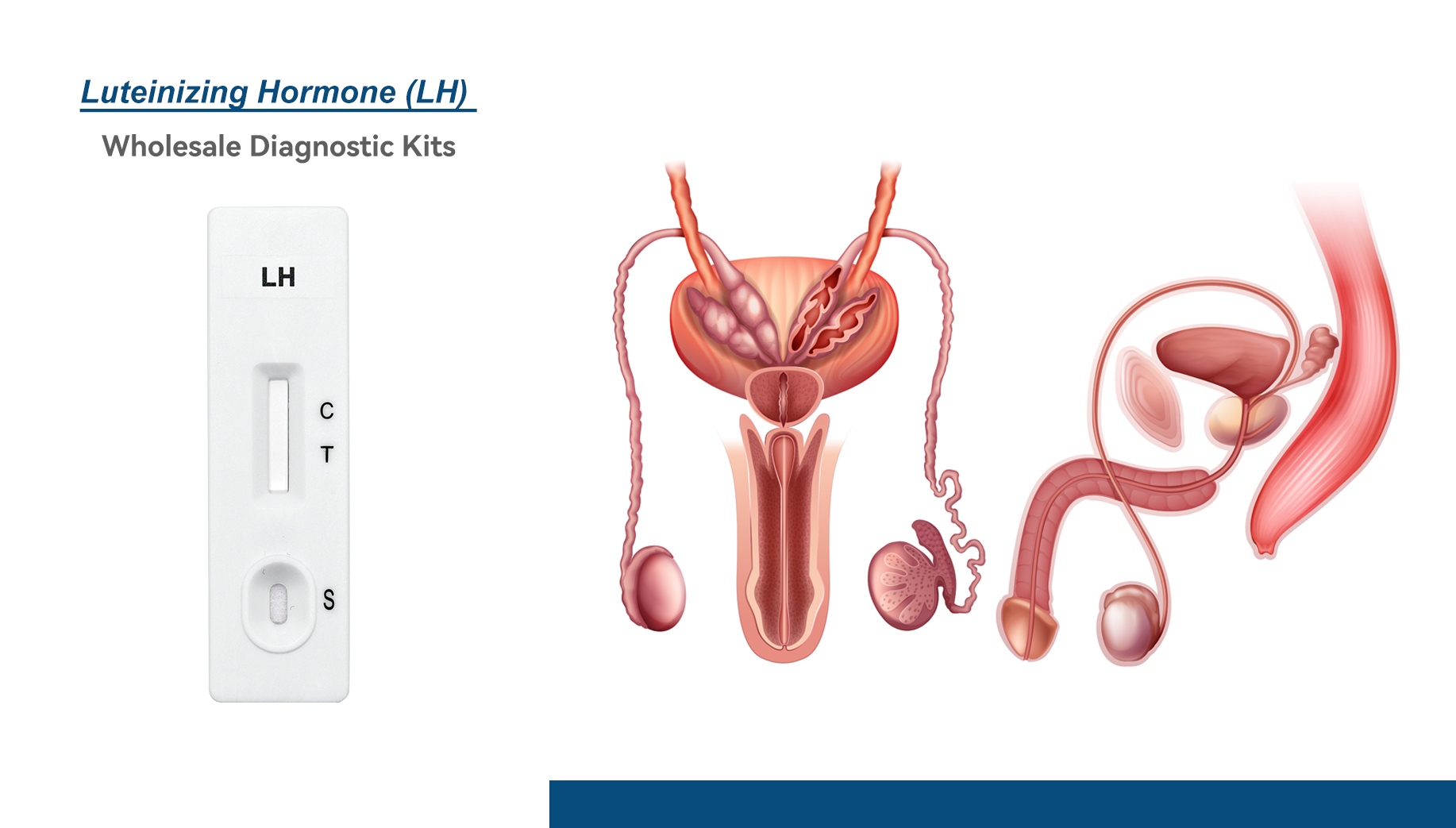 Accurate Ovulation Prediction: Luteinizing Hormone (LH) Rapid Test Kit-Factory Direct & Wholesale. Custom OEM/ODM Solutions.